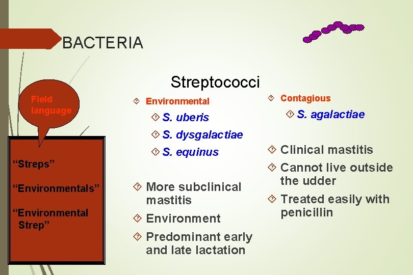 BACTERIA Streptococci Field language Environmental S. uberis Contagious S. agalactiae S. dysgalactiae S. equinus