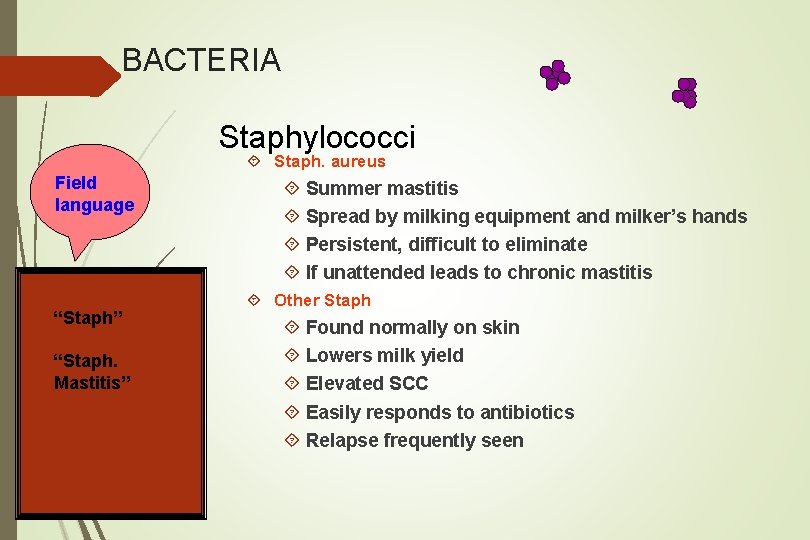 BACTERIA Staphylococci Staph. aureus Field language “Staph” “Staph. Mastitis” Summer mastitis Spread by milking