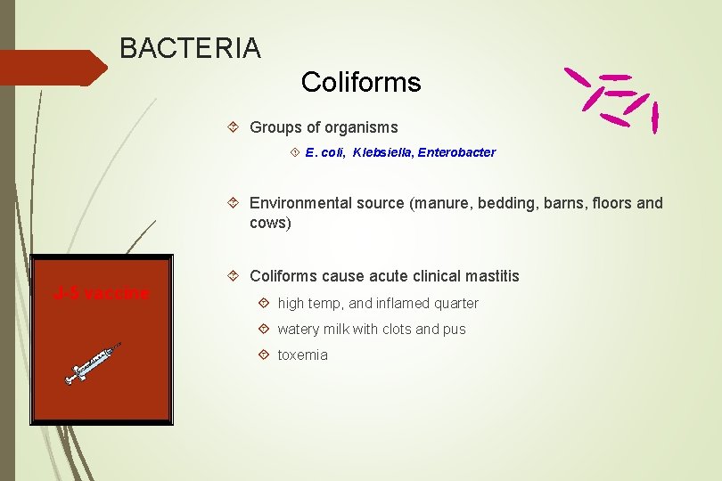 BACTERIA Coliforms Groups of organisms E. coli, Klebsiella, Enterobacter Environmental source (manure, bedding, barns,