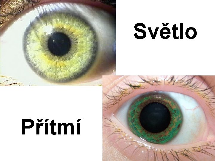 Světlo Přítmí 