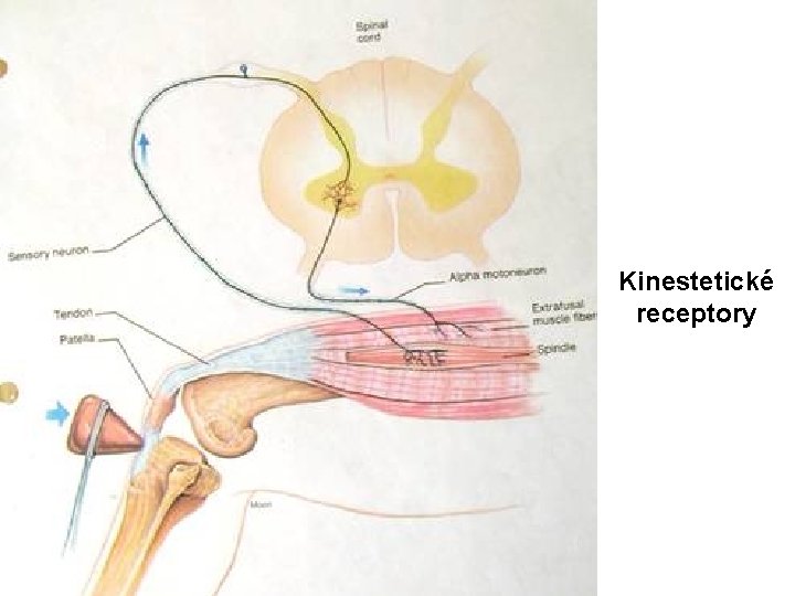 Kinestetické receptory 