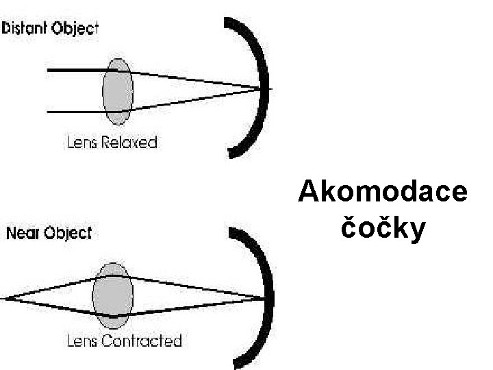 Akomodace čočky 