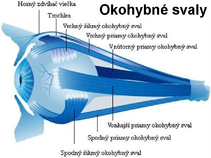 Okohybné svaly 