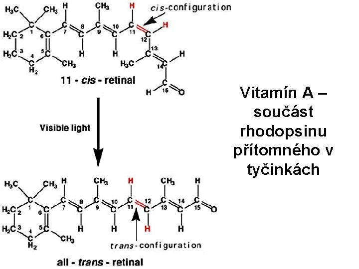 Vitamín A – součást rhodopsinu přítomného v tyčinkách 