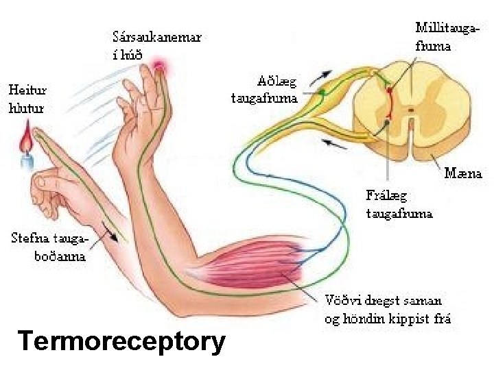 Termoreceptory 