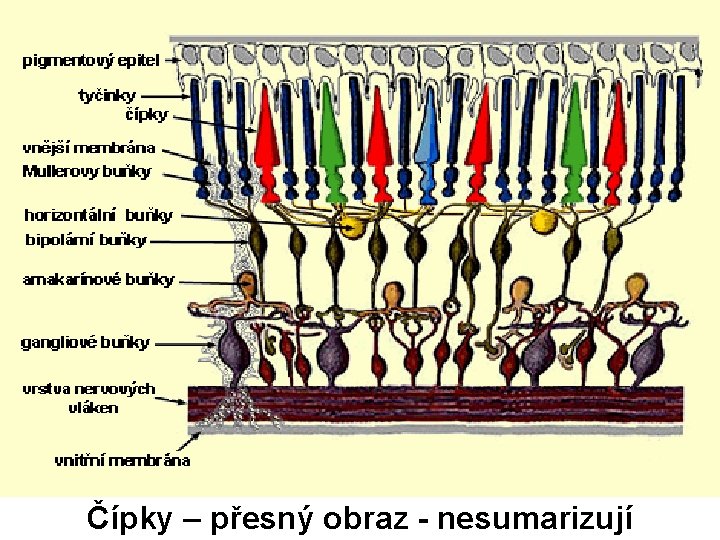 Čípky – přesný obraz - nesumarizují 