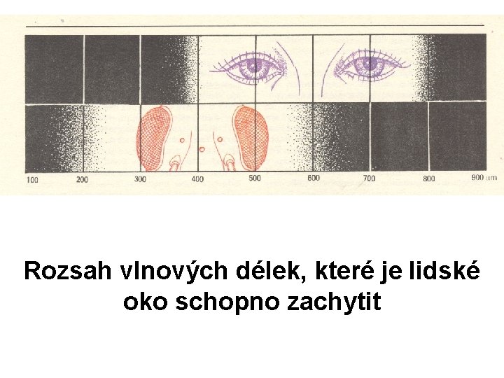 Rozsah vlnových délek, které je lidské oko schopno zachytit 