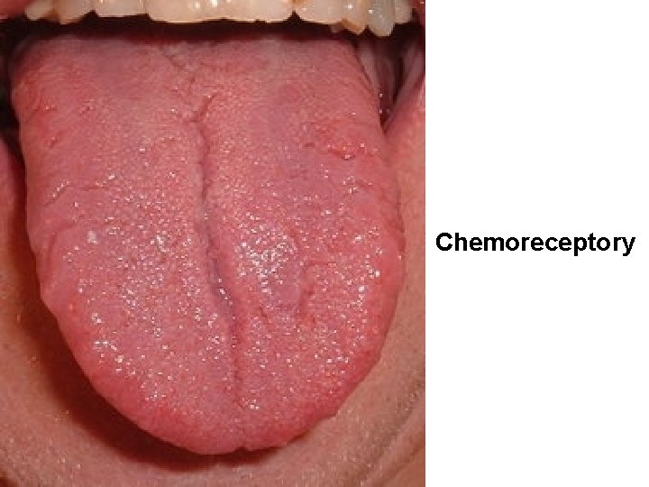 Chemoreceptory 