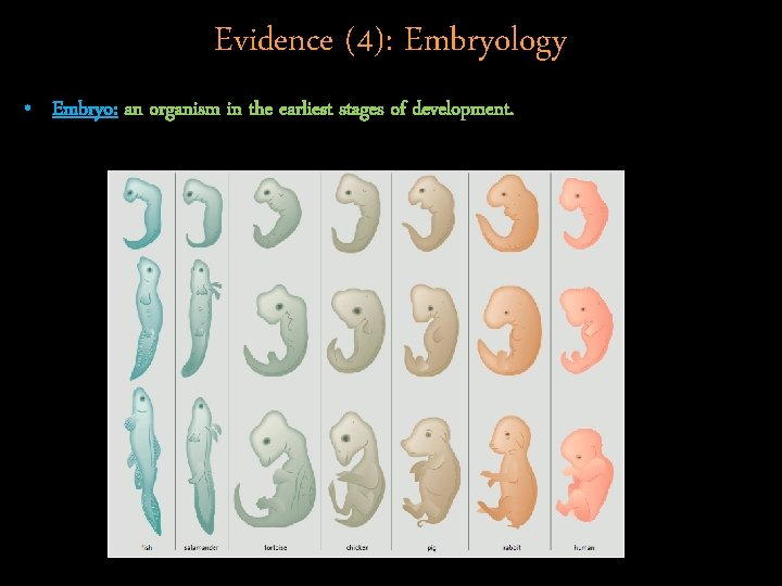 Evidence (4): Embryology • Embryo: an organism in the earliest stages of development. 