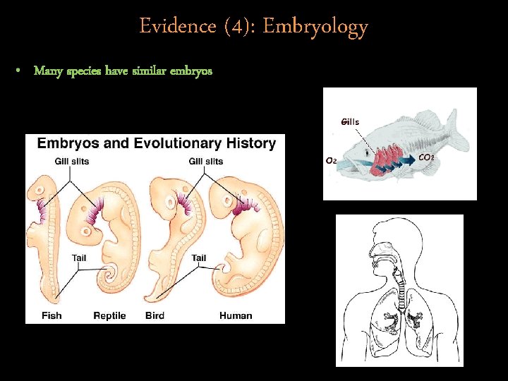Evidence (4): Embryology • Many species have similar embryos 