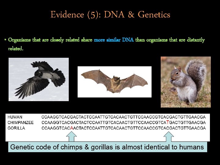 Evidence (5): DNA & Genetics • Organisms that are closely related share more similar