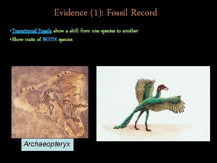 Evidence (1): Fossil Record • Transitional Fossils show a shift from one species to