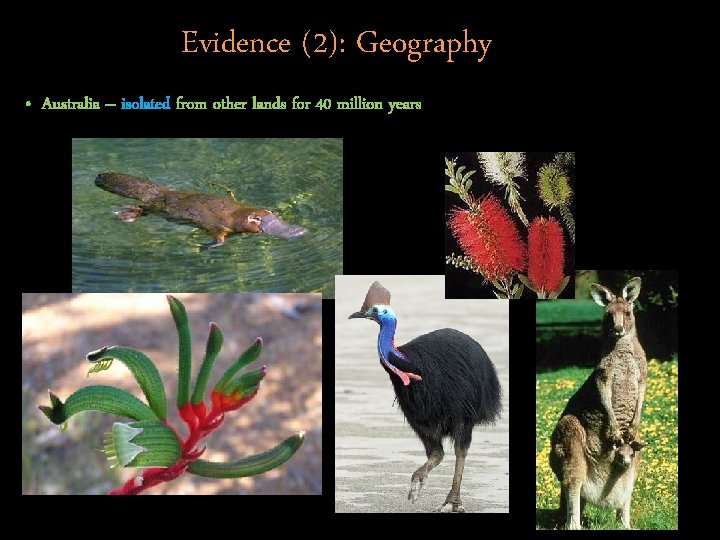 Evidence (2): Geography • Australia – isolated from other lands for 40 million years