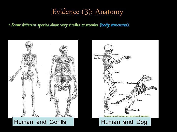 Evidence (3): Anatomy • Some different species share very similar anatomies (body structures) Human