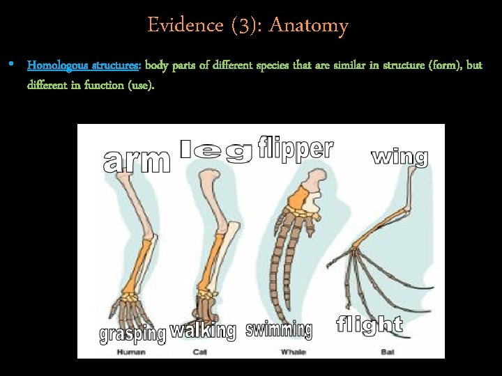 Evidence (3): Anatomy • Homologous structures: body parts of different species that are similar