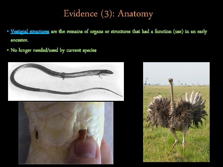 Evidence (3): Anatomy • Vestigial structures are the remains of organs or structures that