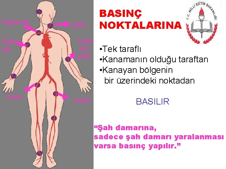 Köprücük Koltuk altı Kasık BASINÇ NOKTALARINA Şah Kolun üst yüzü Uyluk • Tek taraflı