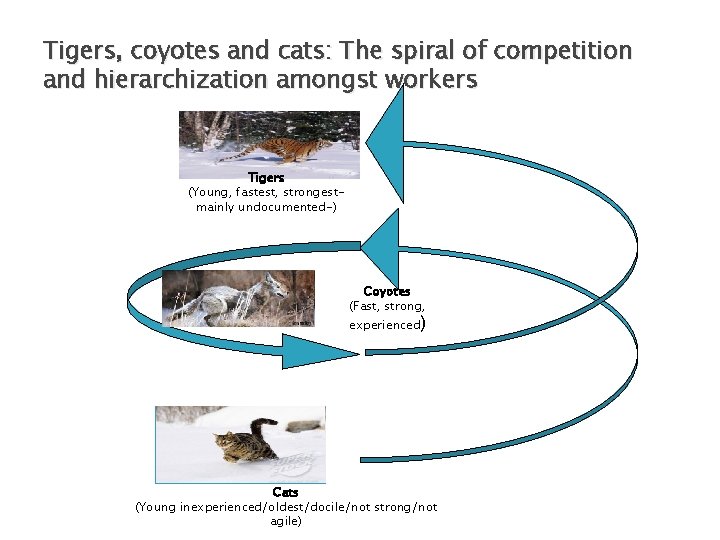 Tigers, coyotes and cats: The spiral of competition and hierarchization amongst workers Tigers (Young,