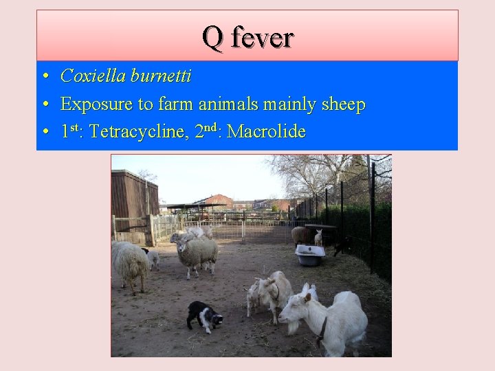 Q fever • • • Coxiella burnetti Exposure to farm animals mainly sheep 1