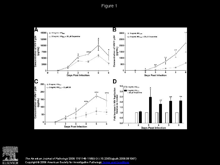 Figure 1 The American Journal of Pathology 2009 1751148 -1159 DOI: (10. 2353/ajpath. 2009.