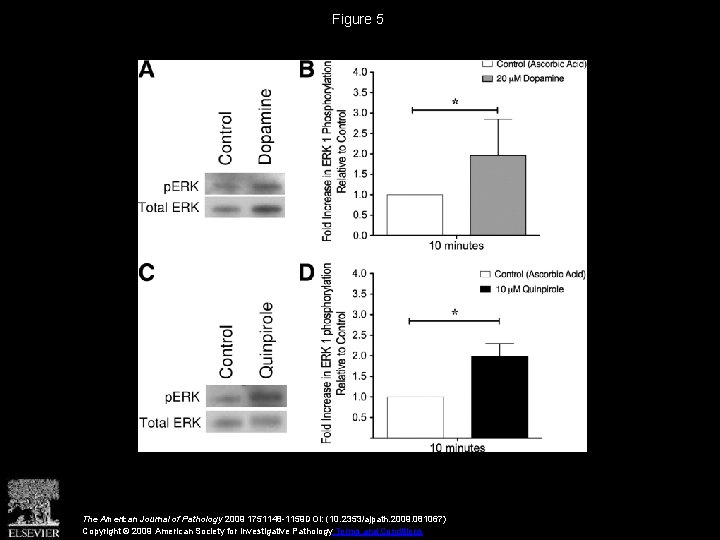 Figure 5 The American Journal of Pathology 2009 1751148 -1159 DOI: (10. 2353/ajpath. 2009.