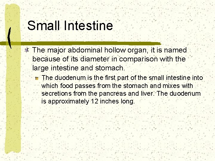 Small Intestine The major abdominal hollow organ, it is named because of its diameter