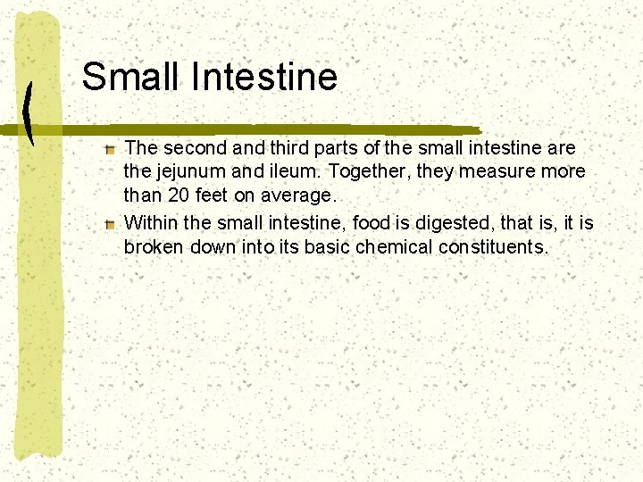 Small Intestine The second and third parts of the small intestine are the jejunum