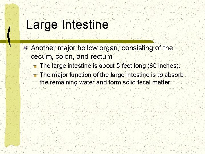 Large Intestine Another major hollow organ, consisting of the cecum, colon, and rectum. The