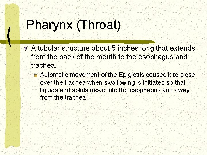 Pharynx (Throat) A tubular structure about 5 inches long that extends from the back