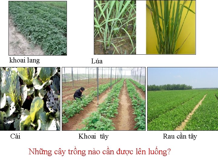 khoai lang Cải Lúa Khoai tây Rau cần tây Những cây trồng nào cần