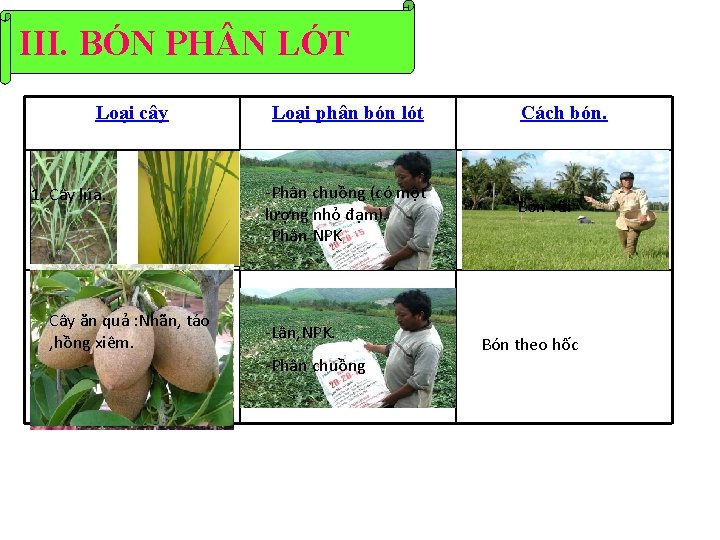 III. BÓN PH N LÓT Loại cây 1. Cây lúa. Cây ăn quả :