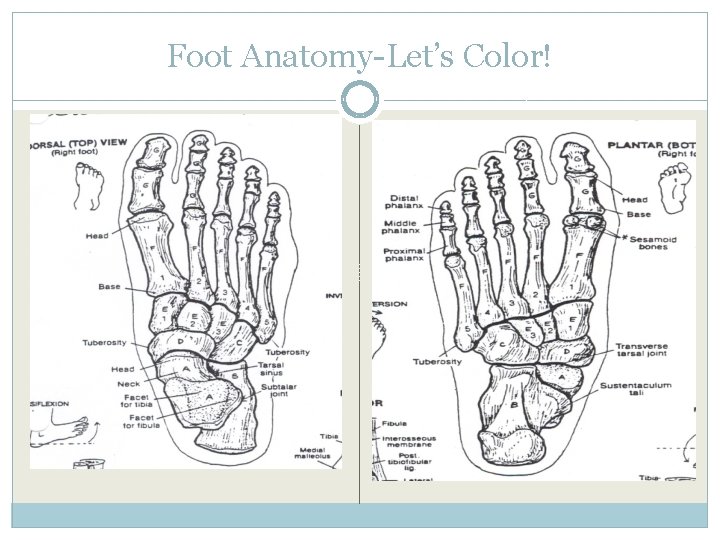 Foot Anatomy-Let’s Color! 