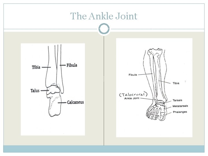 The Ankle Joint 