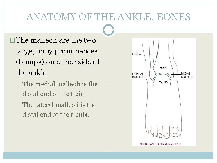 ANATOMY OF THE ANKLE: BONES �The malleoli are the two large, bony prominences (bumps)