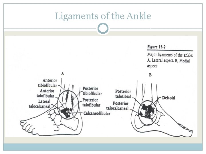 Ligaments of the Ankle 