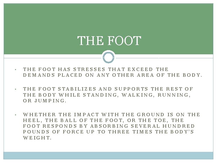 THE FOOT • THE FOOT HAS STRESSES THAT EXCEED THE DEMANDS PLACED ON ANY