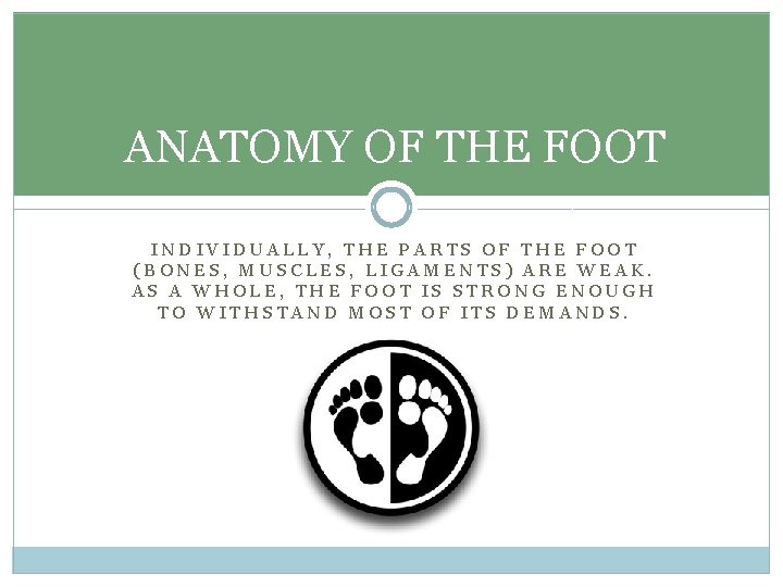 ANATOMY OF THE FOOT INDIVIDUALLY, THE PARTS OF THE FOOT (BONES, MUSCLES, LIGAMENTS) ARE