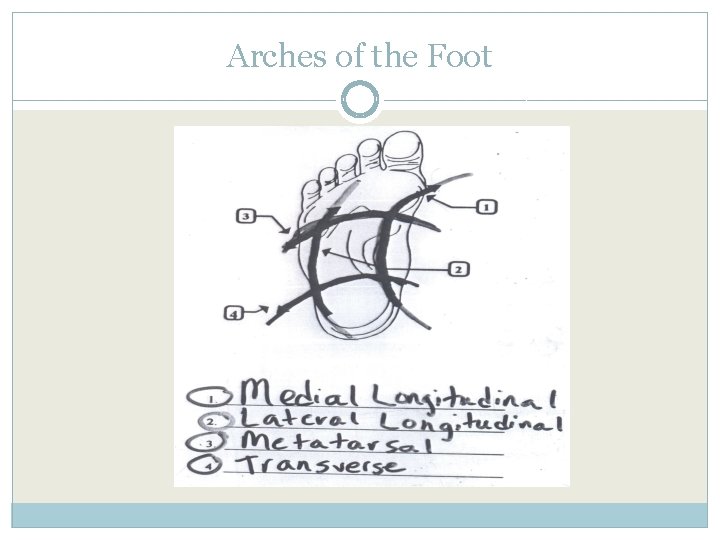 Arches of the Foot 