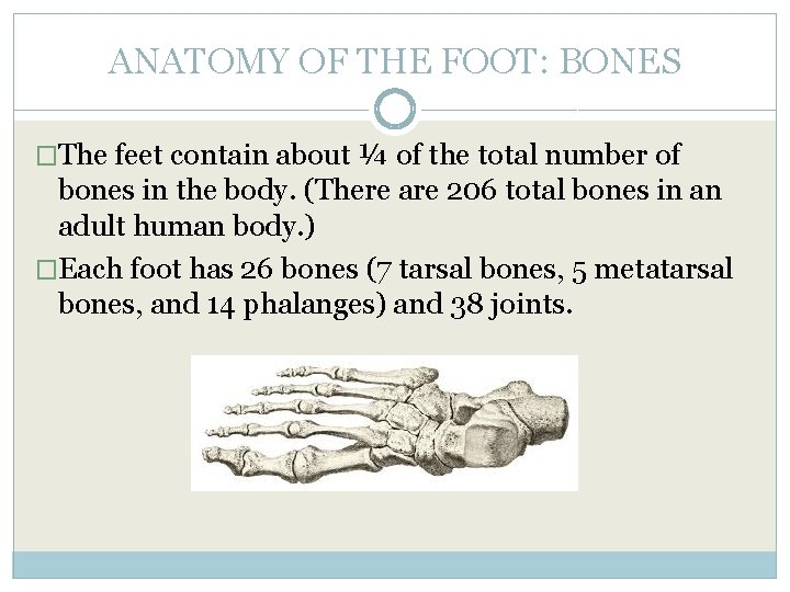 ANATOMY OF THE FOOT: BONES �The feet contain about ¼ of the total number