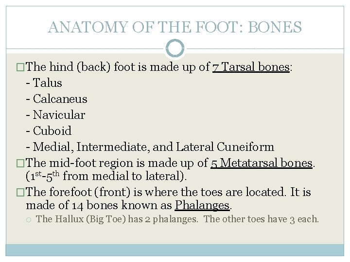 ANATOMY OF THE FOOT: BONES �The hind (back) foot is made up of 7
