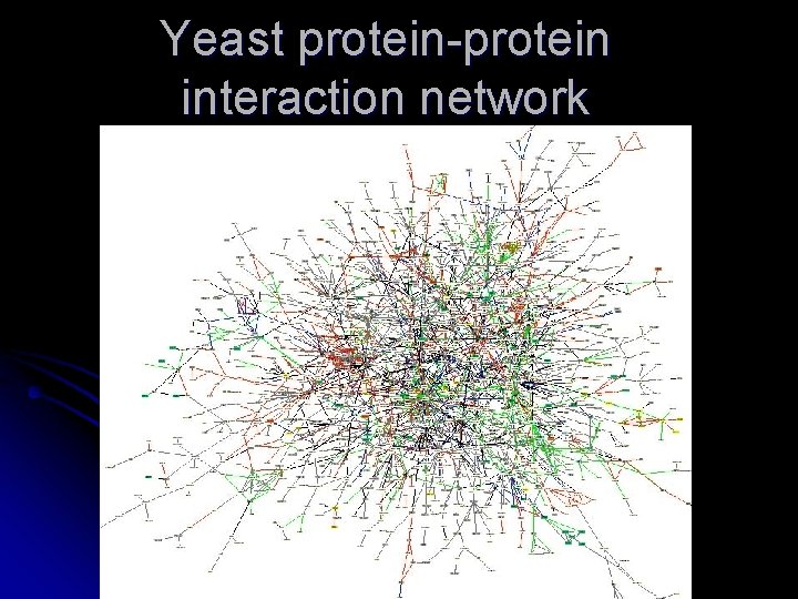 Yeast protein-protein interaction network 