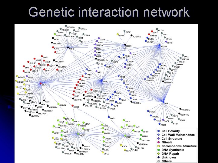 Genetic interaction network 