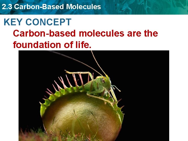 2. 3 Carbon-Based Molecules KEY CONCEPT Carbon-based molecules are the foundation of life. 