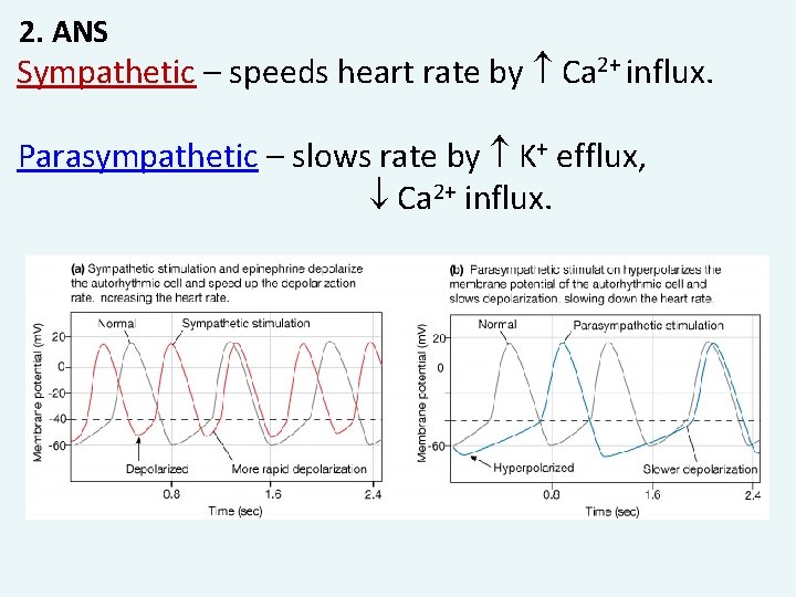 2. ANS Sympathetic – speeds heart rate by Ca 2+ influx. Parasympathetic – slows