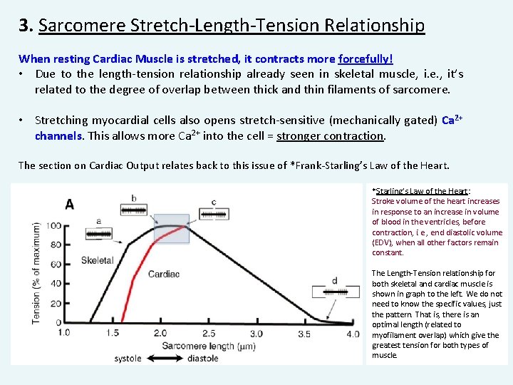 3. Sarcomere Stretch-Length-Tension Relationship When resting Cardiac Muscle is stretched, it contracts more forcefully!