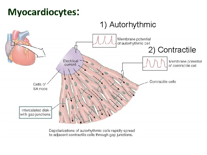 Myocardiocytes: 1) Autorhythmic 2) Contractile 