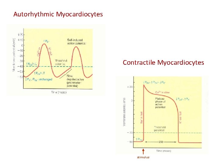 Autorhythmic Myocardiocytes Contractile Myocardiocytes stimulus 