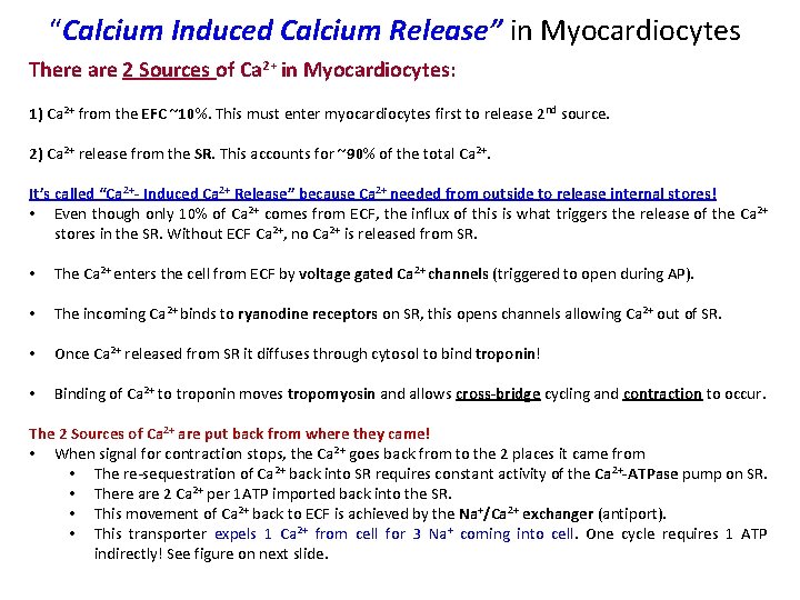 “Calcium Induced Calcium Release” in Myocardiocytes There are 2 Sources of Ca 2+ in
