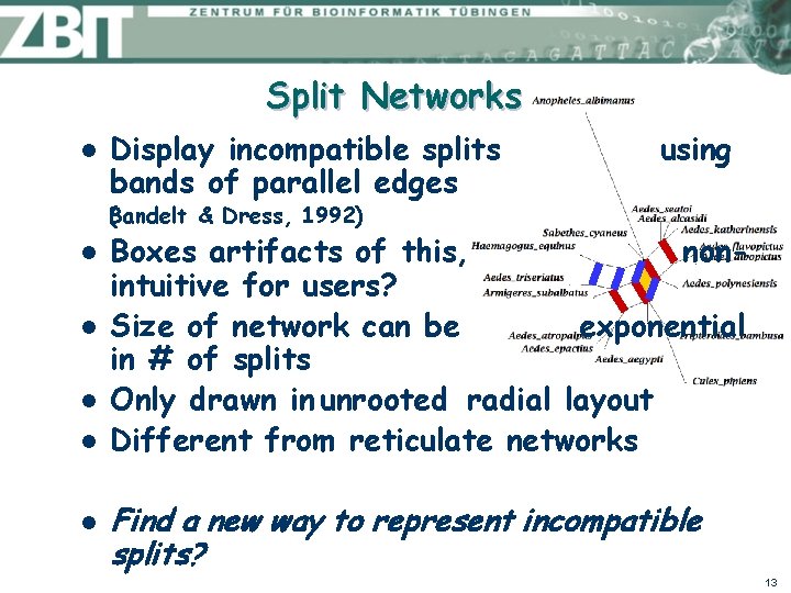 Split Networks l Display incompatible splits bands of parallel edges using B ( andelt