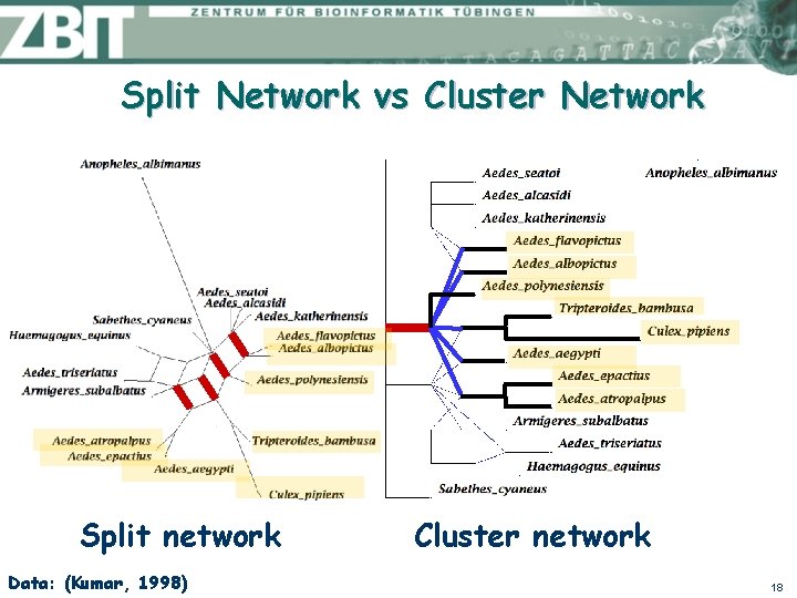 Split Network vs Cluster Network Split network Data: (Kumar, 1998) Cluster network 18 